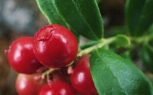 Cranberry: Benefícios à Saúde, Indicações e contraindicações da Fruta