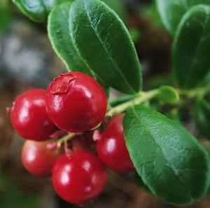 cranberry-benefícios-á-saúde---