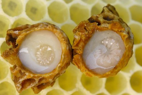 Geleia Real: O Que é, Benefícios, Vitaminas, Tudo Sobre Onde Comprar