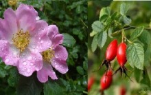 Rosa Mosqueta: Tudo Sobre Flor, Benefícios, Indicação, Onde Comprar