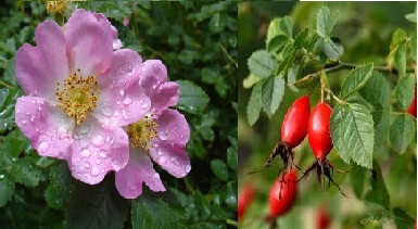 Rosa Mosqueta: Tudo Sobre Flor, Benefícios, Indicação, Onde Comprar