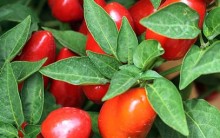 Benefícios da pimenta à saúde, Tipos de Pimenta Medicamento Natural