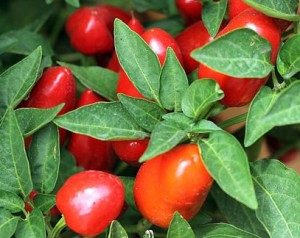benefícios-da-pimenta
