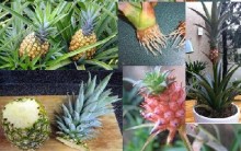 Como Plantar Abacaxi: Dicas, Decoração em Vasos com Fruta