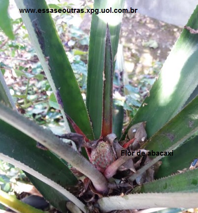 como-plantar-abacaxi-flor-de-abacaxi-nascendo-