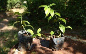 hortaliça-Ora-pro-nóbis-como-plantar