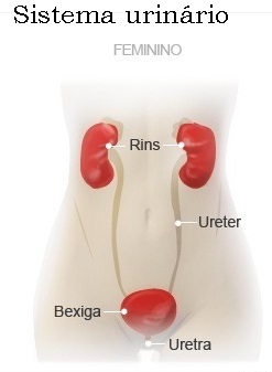 Infecção Urinária Constante, de Repetição, Como Cuidar, Evitar
