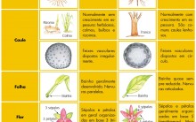 Diferença entre Monocotiledôneas e Dicotiledôneas, Exemplos e Tabela