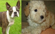 Cães Pequenos Ideal para Apartamento que Não Soltam Pelo