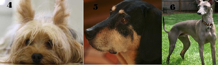 cães-pequenos-para-apartamentos-fotos