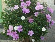 Árvores – Cuidados, Importância, Erros Comum, Como Plantar