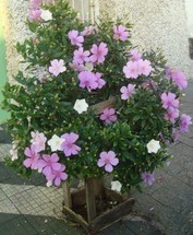 Árvores – Cuidados, Importância, Erros Comum, Como Plantar