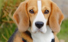 Cães Beagles Cobais de Testes Laboratórios – Porque, Ação de Ativistas