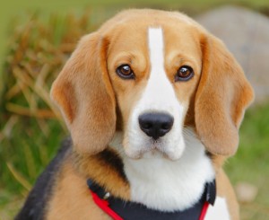 cães-beagles-em-laoratórios-