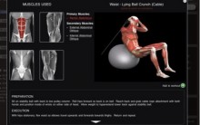 App iMuscle: Aplicativo de Exercícios Físicos que Mostra a Musculatura