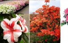 Azaleia- Como Cultivar, Plantar, Regar, Plantar, Adubar Azaleias