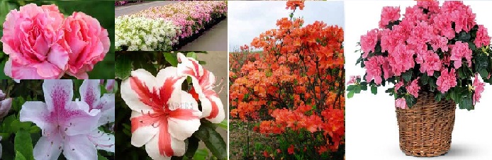 Azaleia- Como Cultivar, Plantar, Regar, Plantar, Adubar Azaleias
