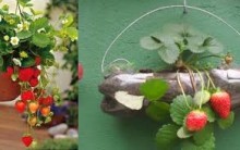 Plantar morangos em Casa – Dicas de como plantar morangos em vasos