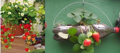 Plantar morangos em Casa – Dicas de como plantar morangos em vasos