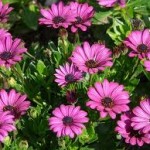 como-cuidar-das-plantas-no-verão