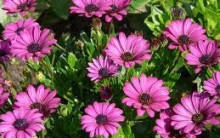 Plantas no Verão – Cuidados para que as Flores fiquem Bonitas no Calor