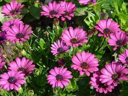 Plantas no Verão – Cuidados para que as Flores fiquem Bonitas no Calor