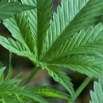 maconha-projeto-de-lei-para-liberação-do-uso-e-venda