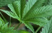 Uruguai Aprova Projeto de Lei sobre Venda, Produção da Maconha, Efeito