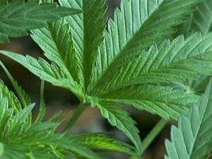 Uruguai Aprova Projeto de Lei sobre Venda, Produção da Maconha, Efeito