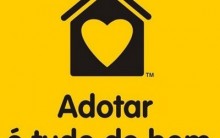 Adoção de Animais: Onde Adotar um Cão ou Gato Abandonado, Dicas, Sites