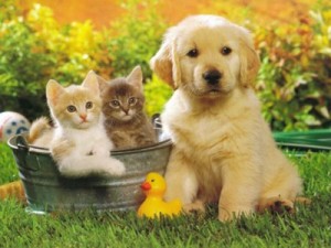 animais-de-estimacao-fofos-nomes-legais-bichos-