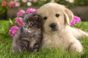 animais-de-estimacao-fofos-nomes-legais-bichos-lindos