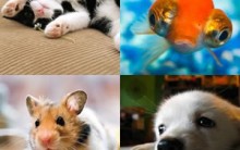 Nomes Legais para Animais de Estimação: Veja Lista de Nomes Divertidos