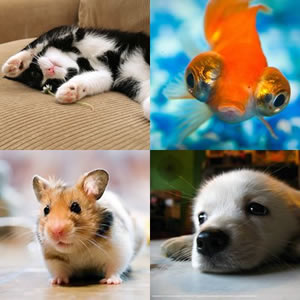 Nomes Legais para Animais de Estimação: Veja Lista de Nomes Divertidos