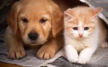 Hospital Público Veterinário Endereço Telefone Marcar Consulta