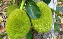 Doce de Jaca Cristalizado ou Cremoso – Receitas Caseira passo a passo