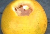 Repelente Caseiro Natural- Receitas para Acabar com Insetos