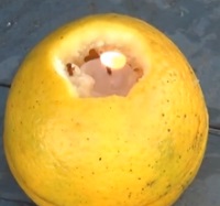 Repelente Caseiro Natural- Receitas para Acabar com Insetos