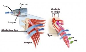 respiracao-branquial