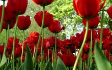 Flores Online: Comprar Flores pela Internet, Arranjos, Preços e Sites