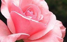 Como Fazer Muda de Rosas Plantar, Cuidar, Roseira Florida