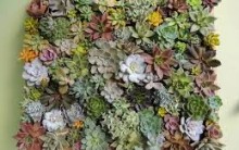 Quadro Vivo Como Plantar Flores Na Vertical Decorar Parede com Plantas
