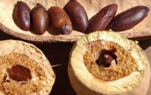 Castanha de Baru – Benefícios à Saúde, Como Usar, Receitas e Culinária