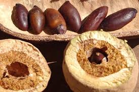 Castanha de Baru – Benefícios à Saúde, Como Usar, Receitas e Culinária