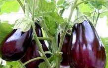 Emagrecer com Berinjela – Dieta de Água de Berinjela Emagrece