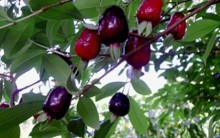 Árvores Frutíferas em Vasos – Como Cultivar em Varandas Frutas, Adubar