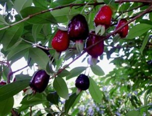 árvores-frutíferas-em-vasos-cereja-da-mata-atlântica-cultivada-em-vasos-cereja-brasileira