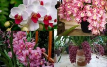 Cuidados com Orquídeas – Como Ter Boa Floração, Regas, Adubagem, Tipos