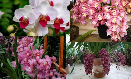 Cuidados com Orquídeas – Como Ter Boa Floração, Regas, Adubagem, Tipos