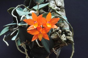 Orquídea-Sophronitis-cernua-mineira-var.-abóbora-33